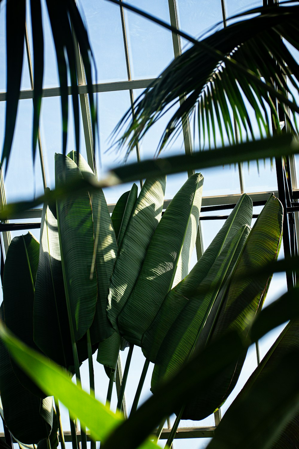 a view of a palm tree through a window