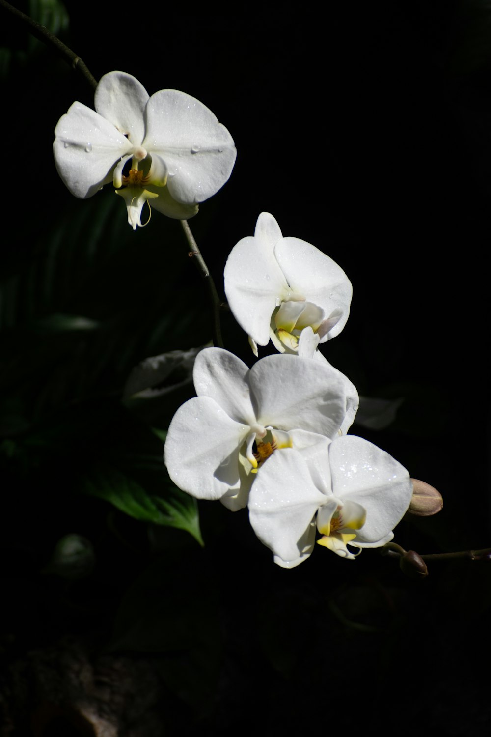 three white orchids are blooming in the dark
