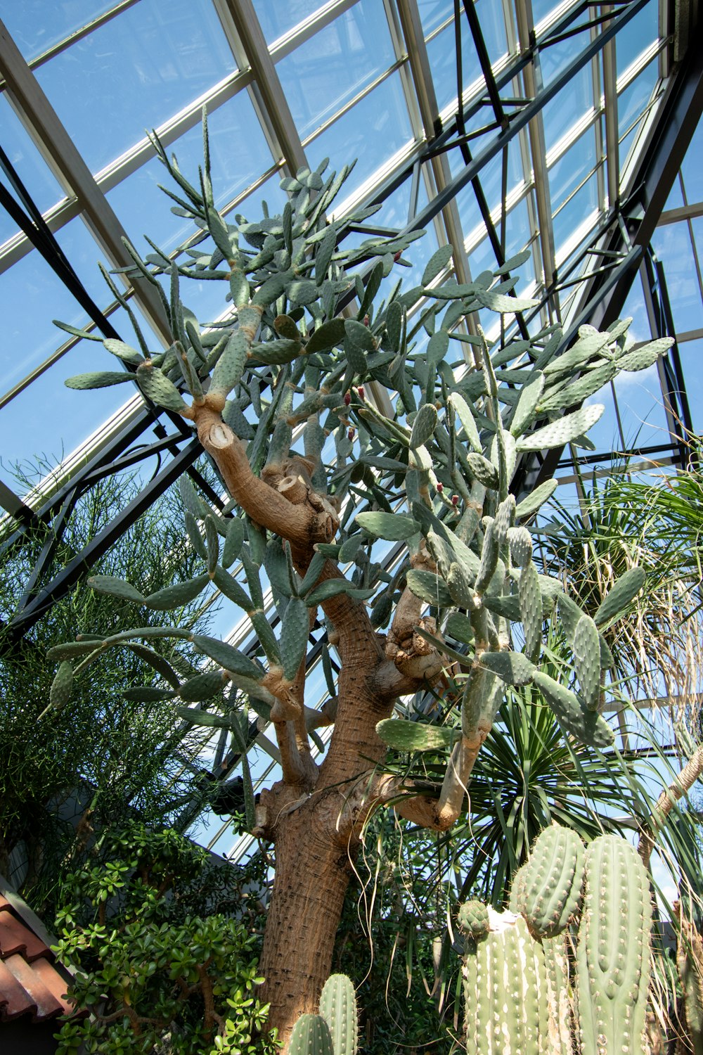 a cactus tree in a greenhouse with a sky background