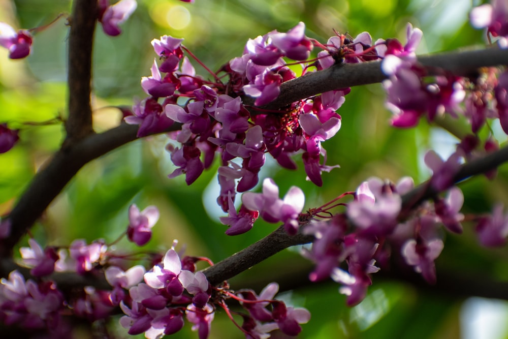 a close up of a tree with purple flowers