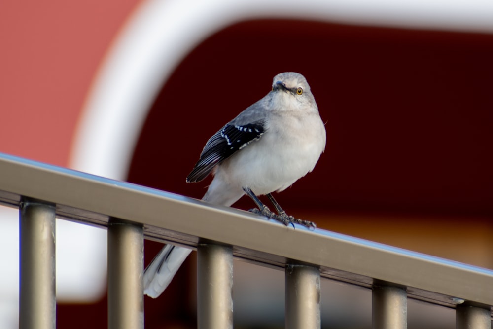 a small bird sitting on top of a metal rail