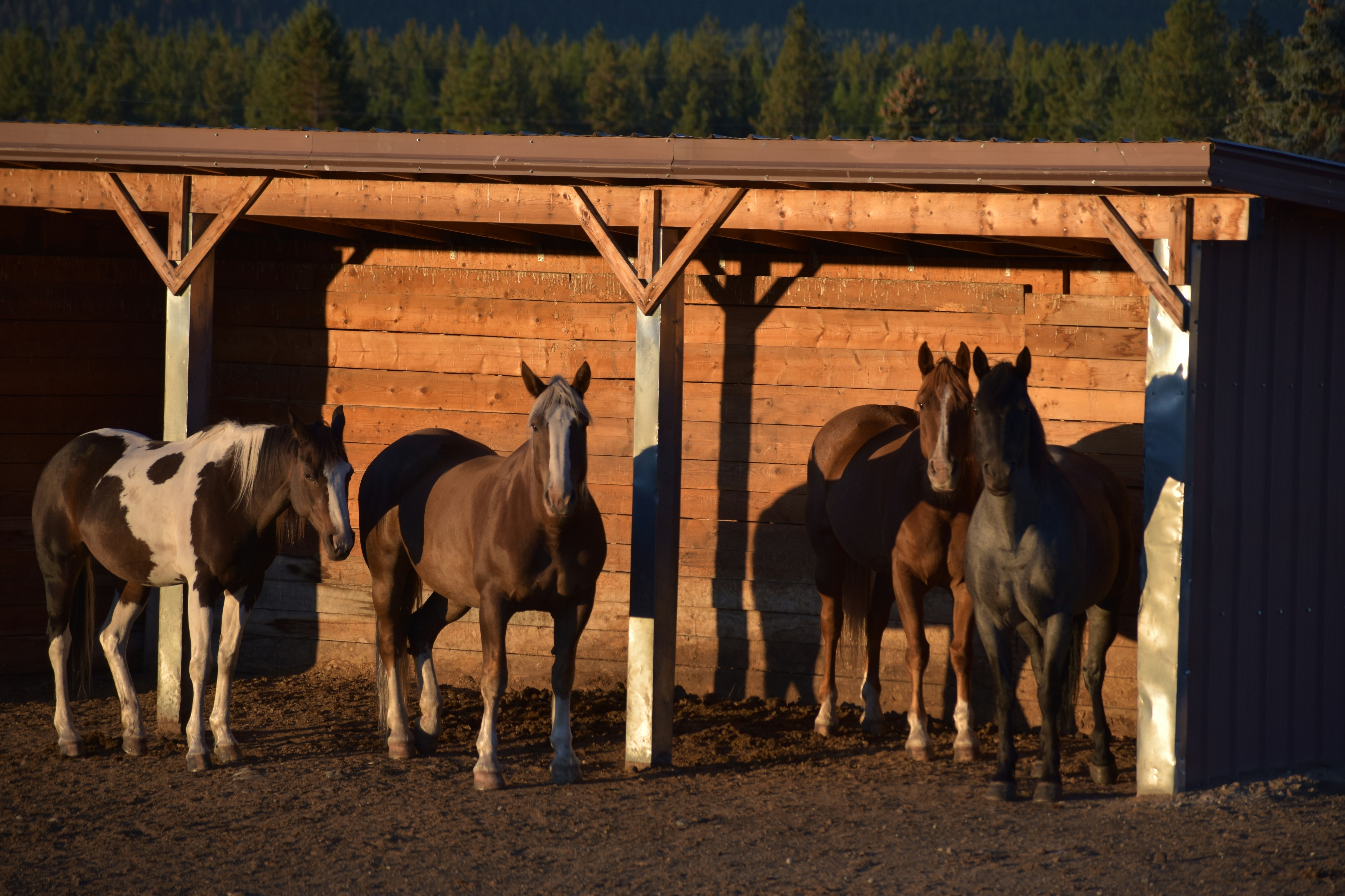 Horses at sunrise