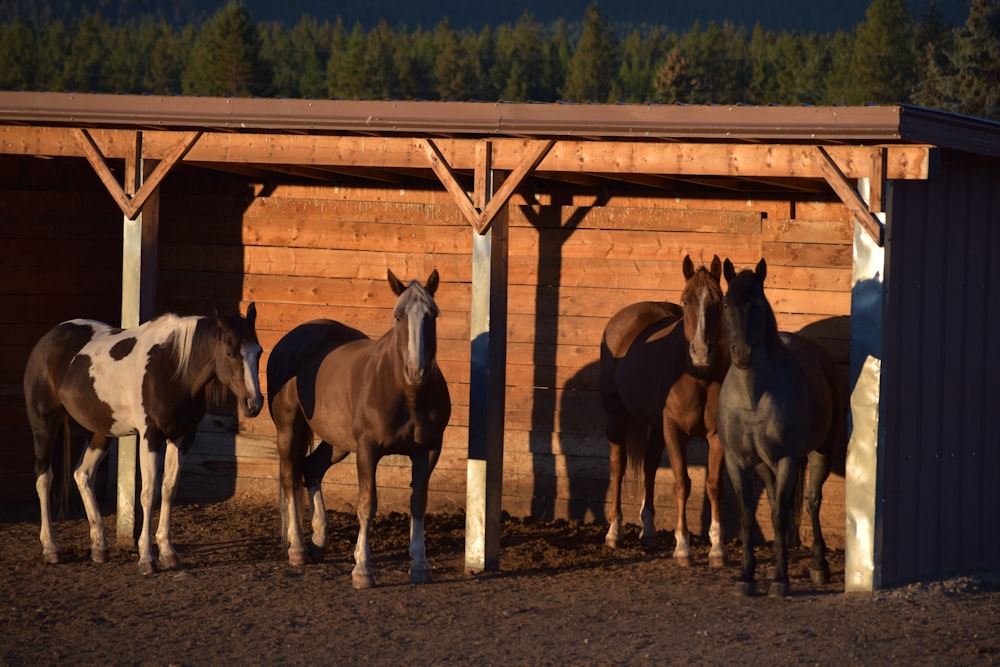 a group of horses standing in a stable