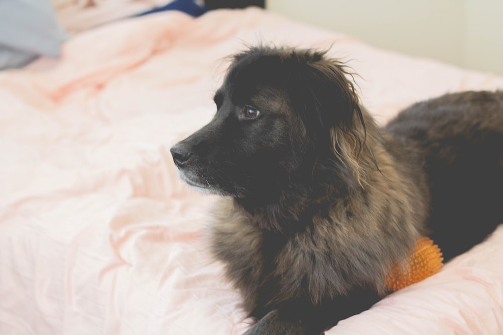 a dog laying on a bed wearing a sweater