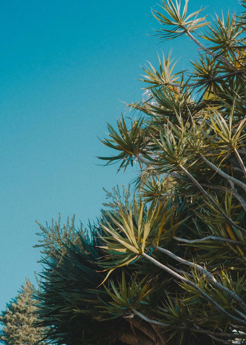 a bird perched on top of a pine tree