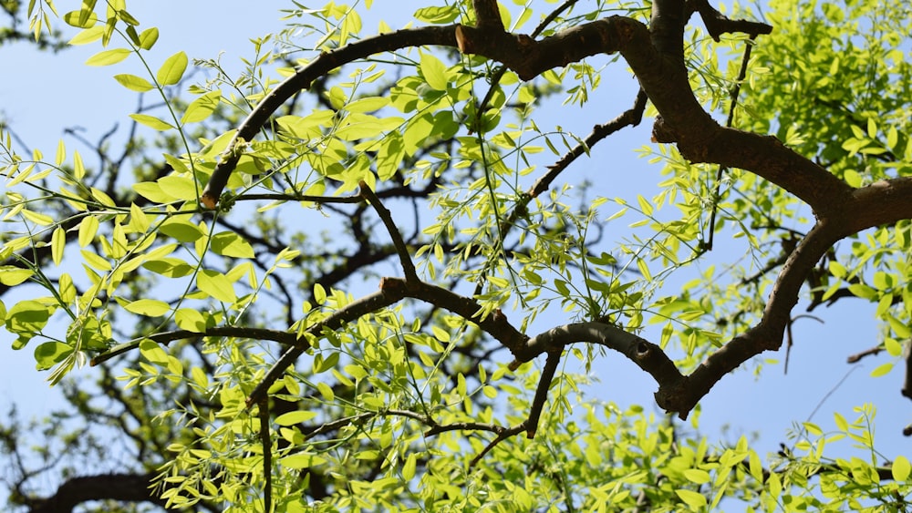 a tree branch with green leaves against a blue sky