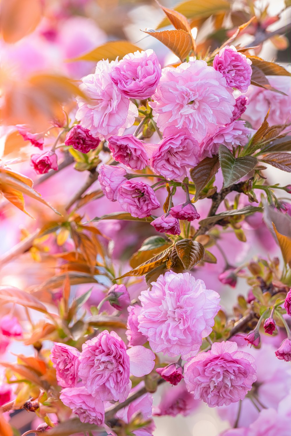 ein Strauß rosa Blumen, die an einem Baum hängen