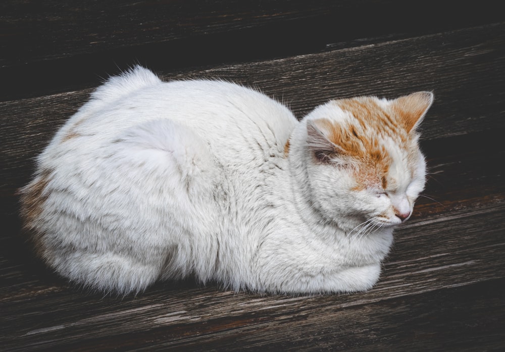 a white and orange cat laying on top of a wooden bench