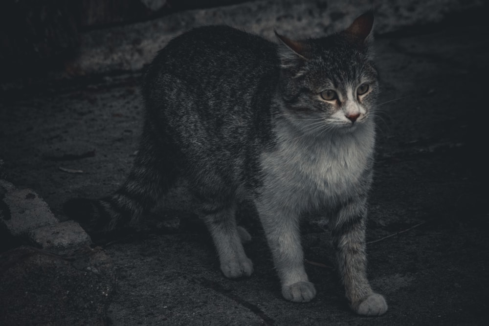 a gray and white cat standing in the dark