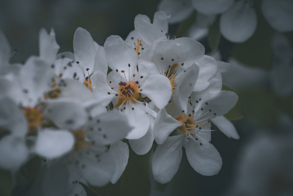 a bunch of white flowers that are blooming