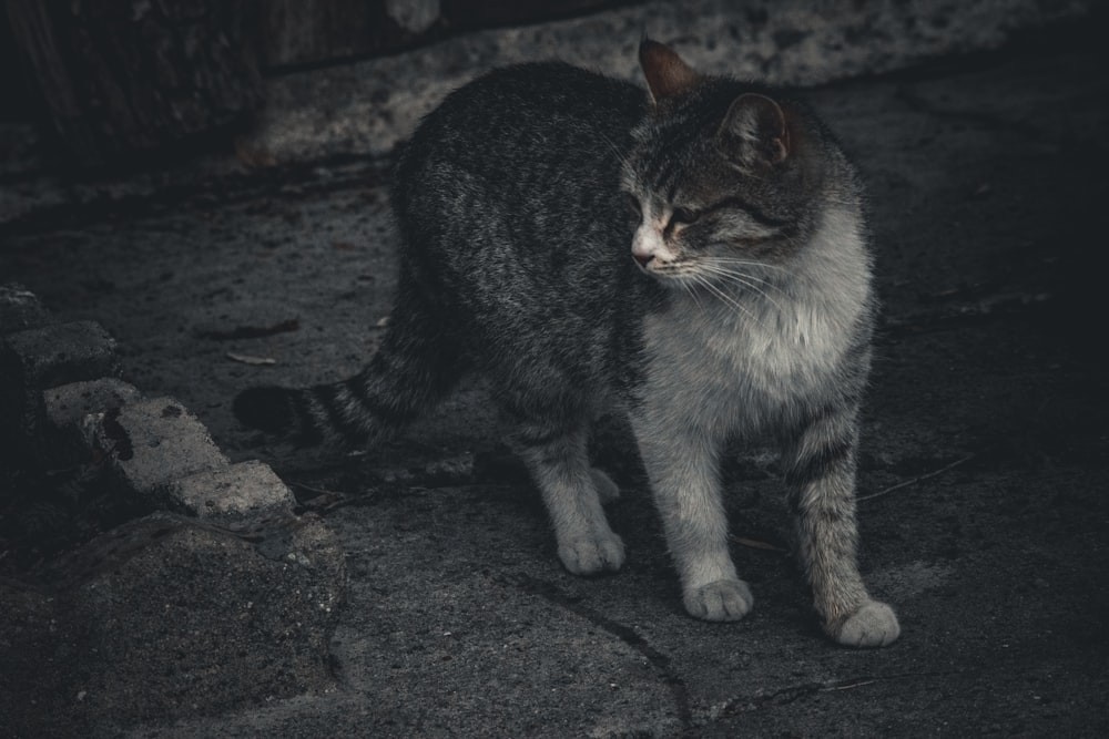 a gray and white cat standing on a sidewalk