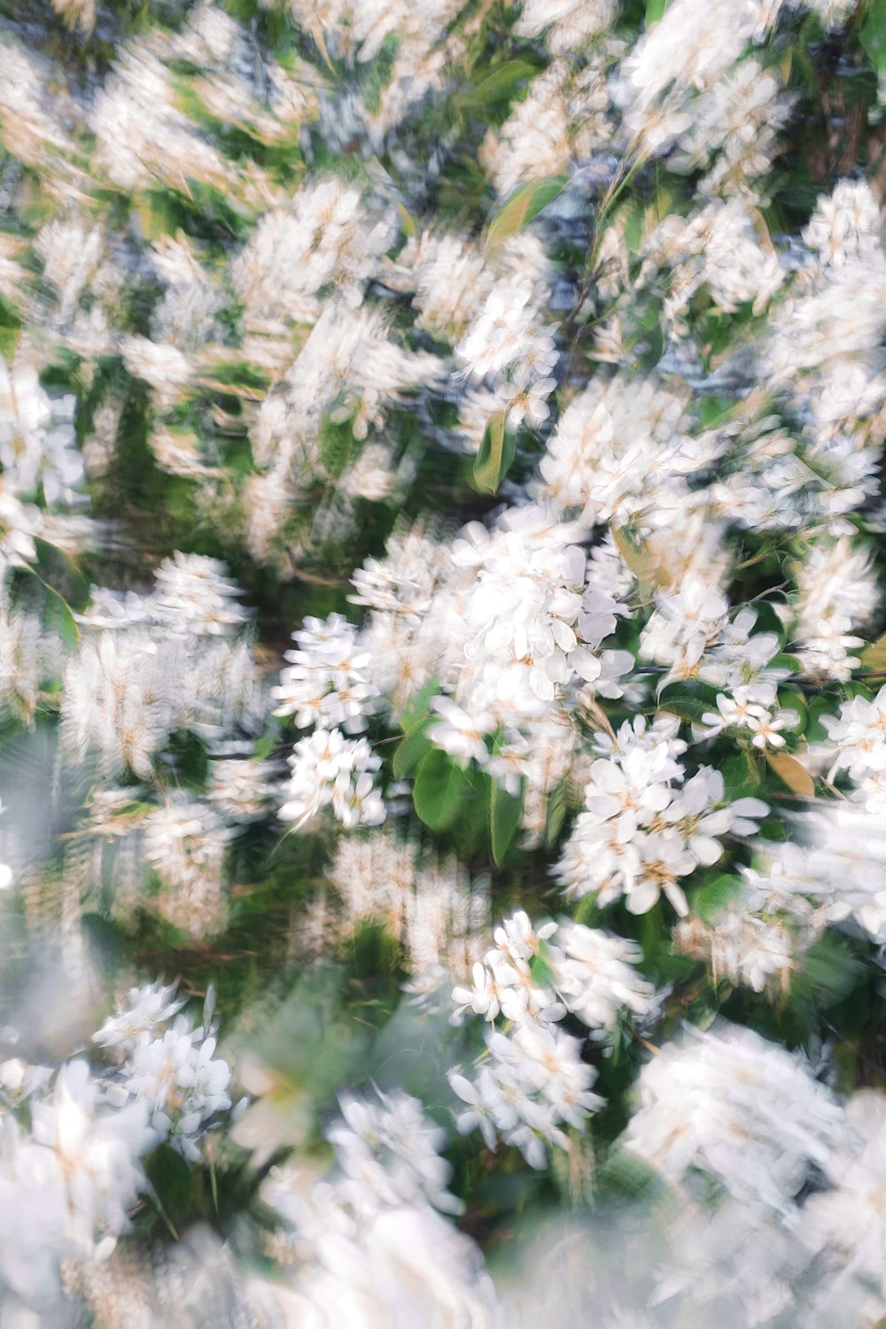 un ramo de flores blancas con hojas verdes