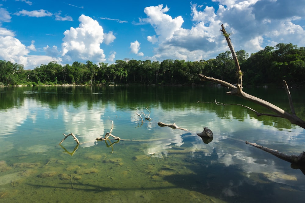 a body of water surrounded by trees and clouds