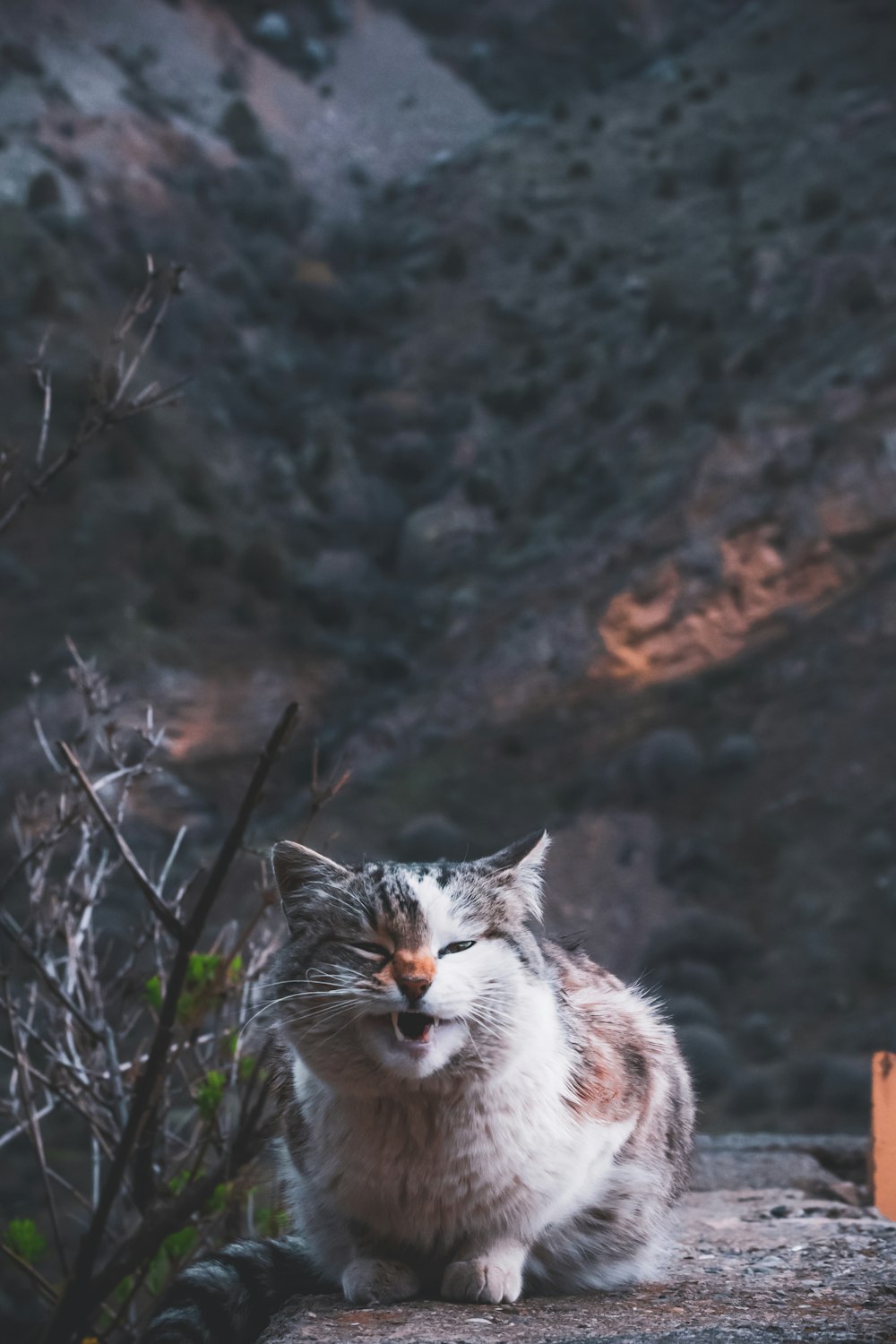 a cat that is sitting on a rock