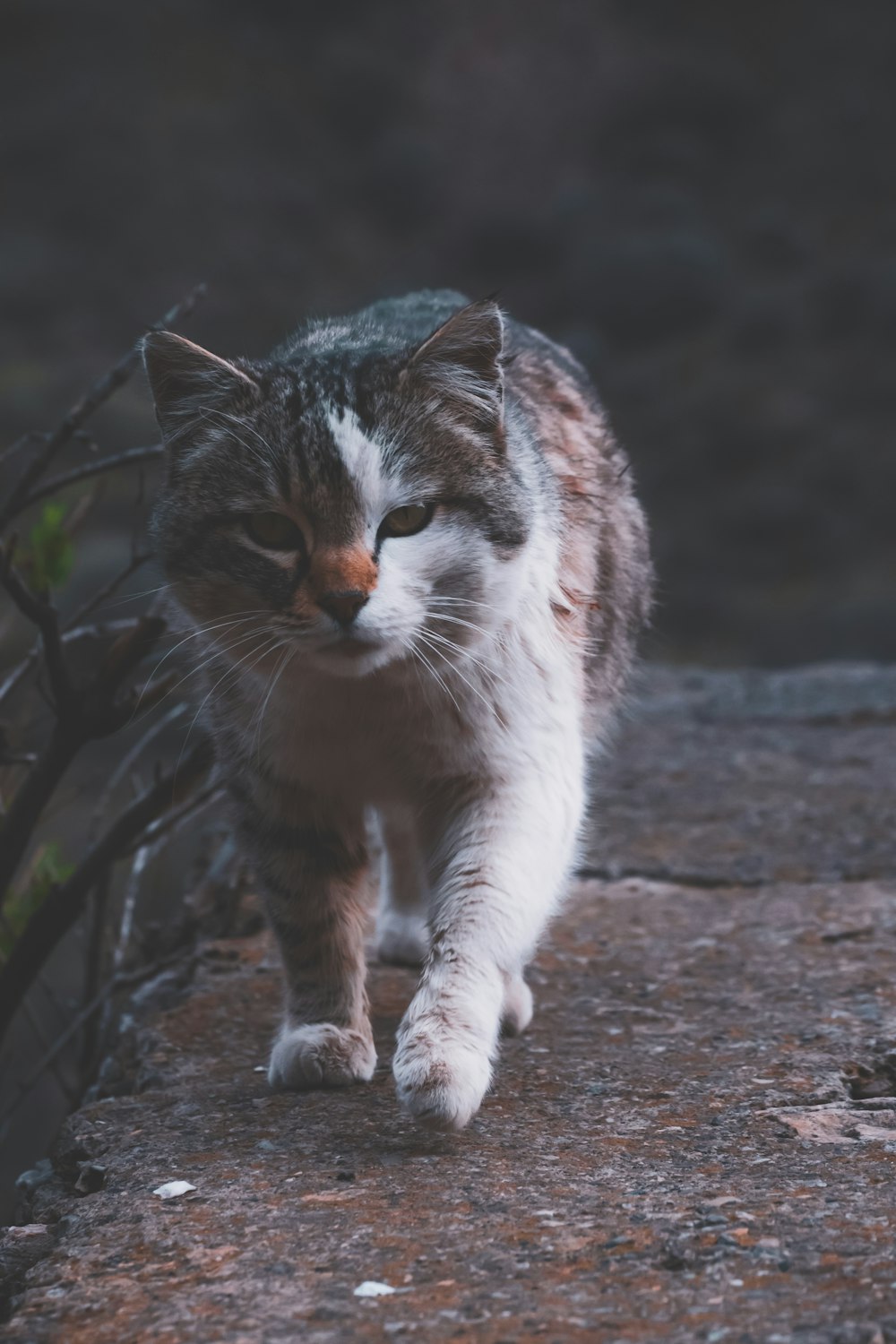 a cat that is walking on a sidewalk