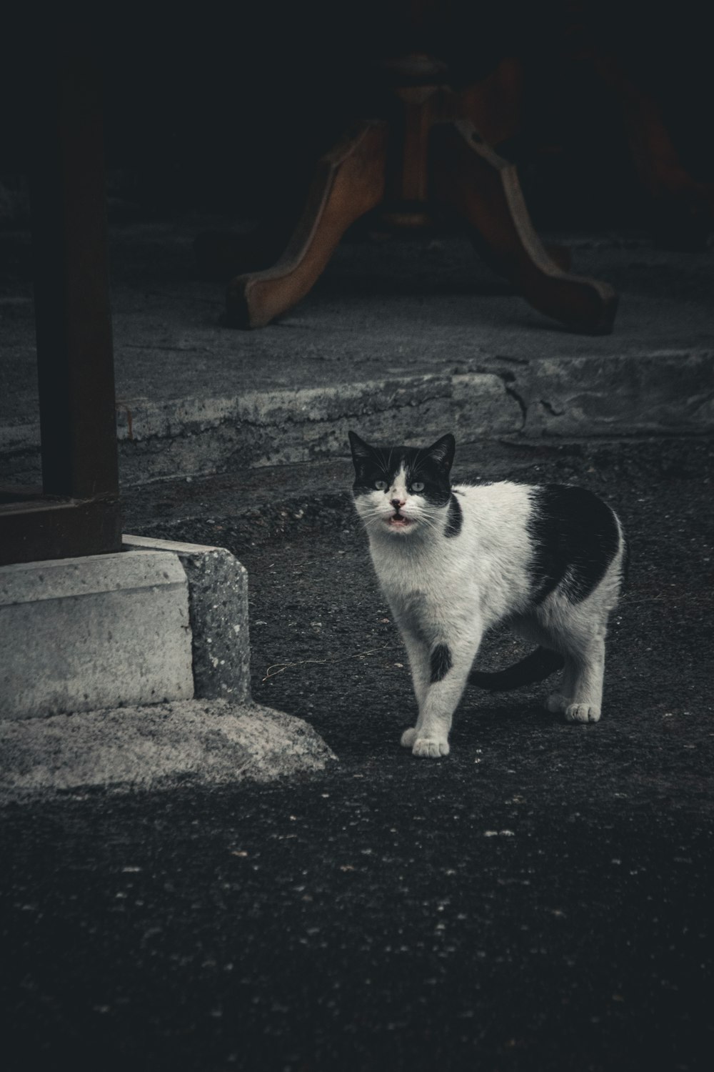 a black and white cat standing on the ground