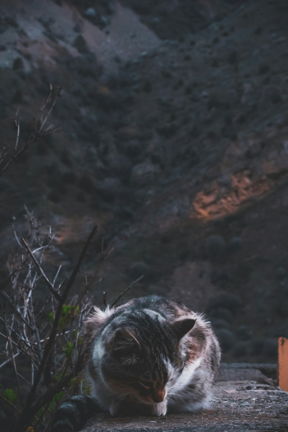 a cat that is sitting on a rock