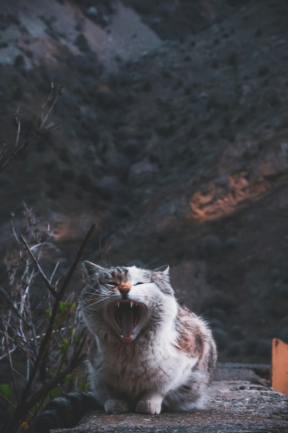 a cat yawns while sitting on a rock