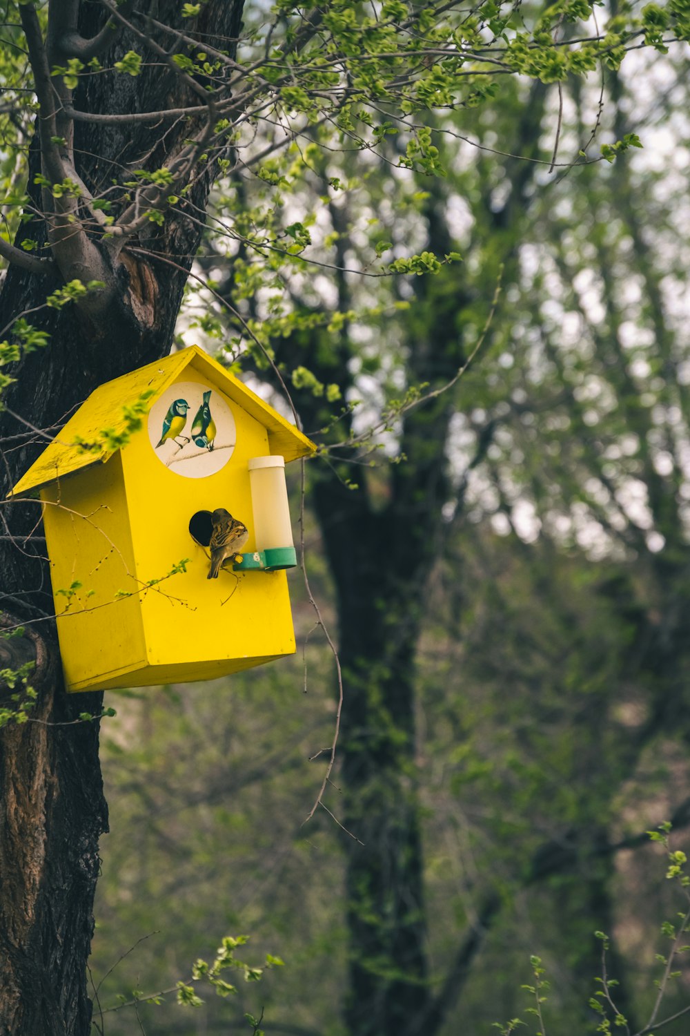 ein gelbes Vogelhaus, das an einem Baum hängt