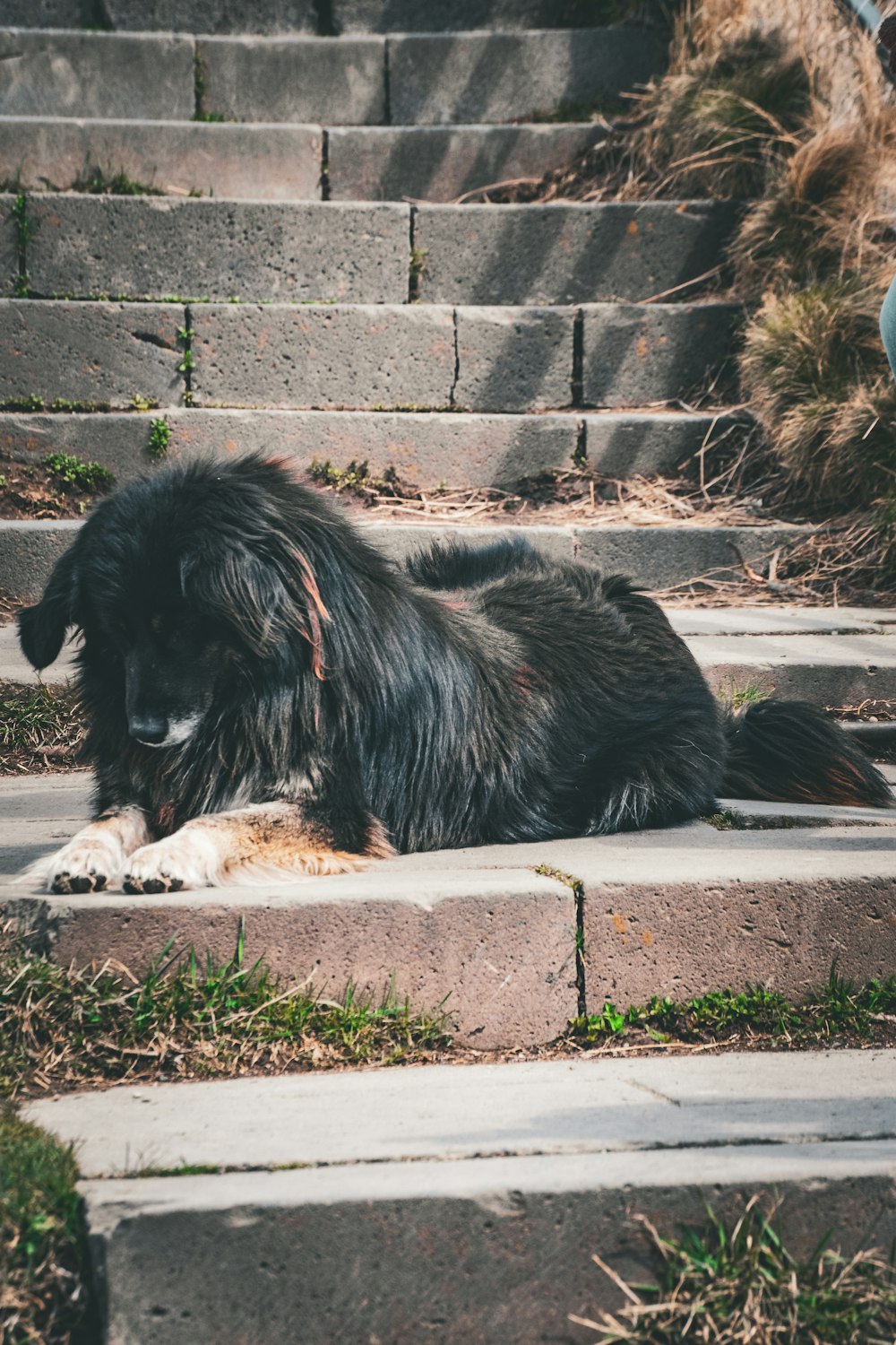 a large black dog laying on top of cement steps