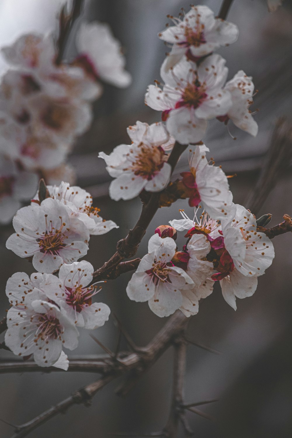 um close up de uma árvore com flores brancas