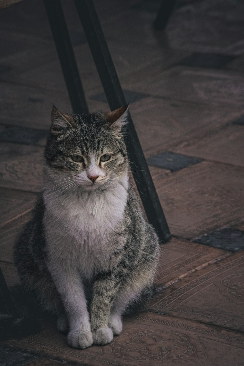 a grey and white cat sitting on a wooden floor
