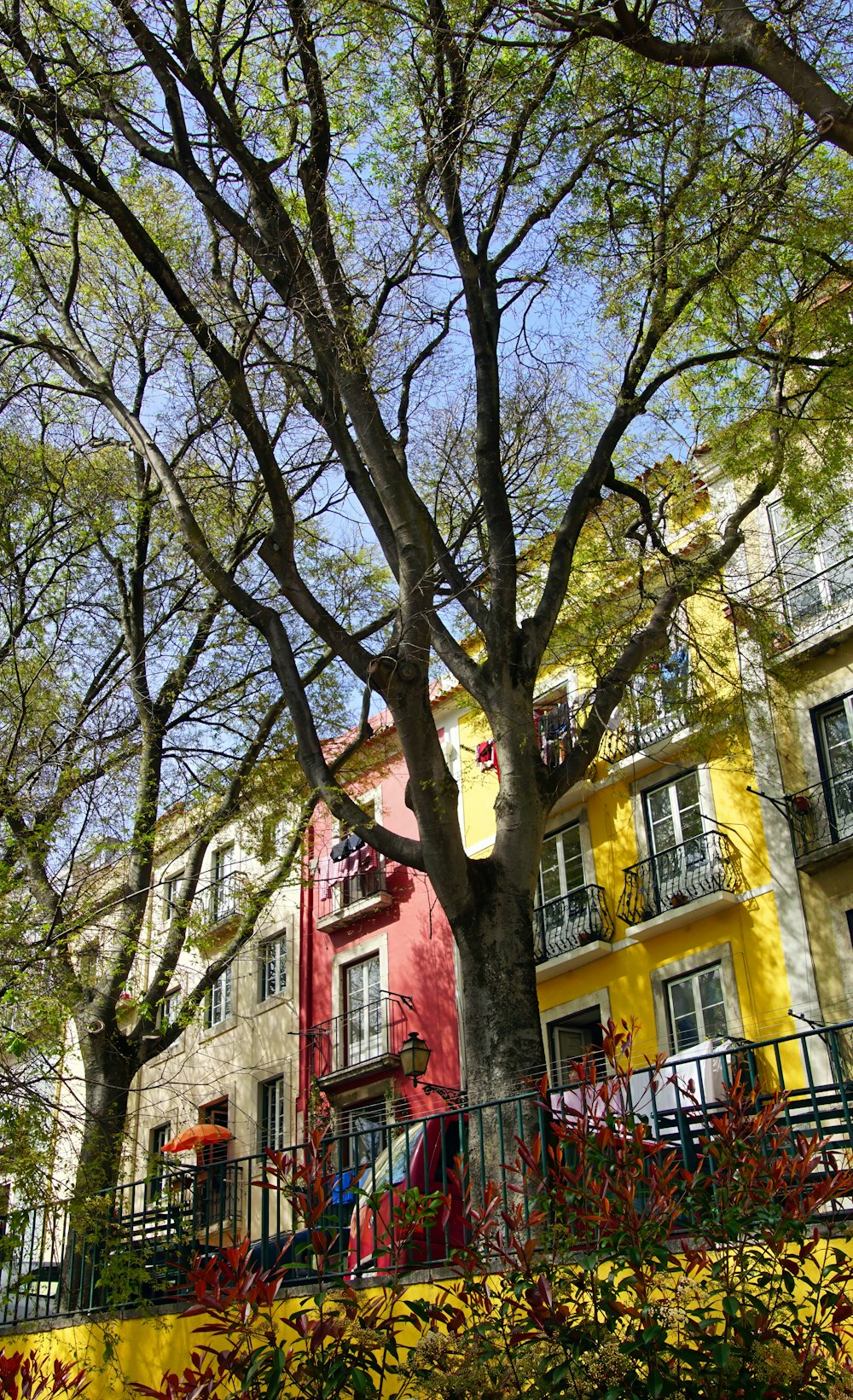 a tree in front of a yellow building