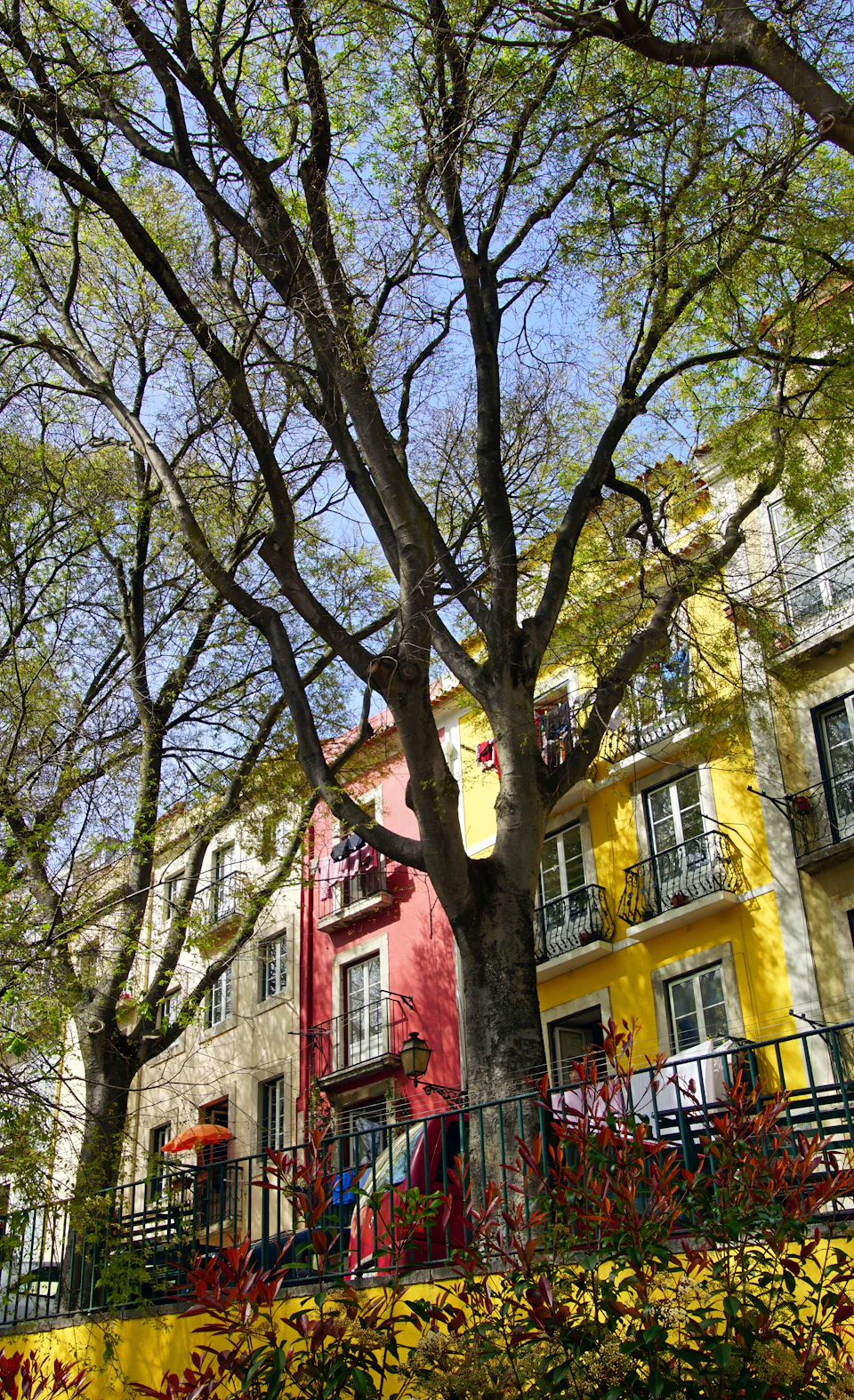 Painted facades and new leaves on a Lisbon street in spring