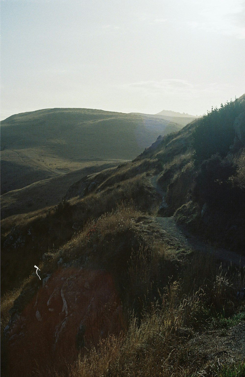 a person walking up a hill with a dog