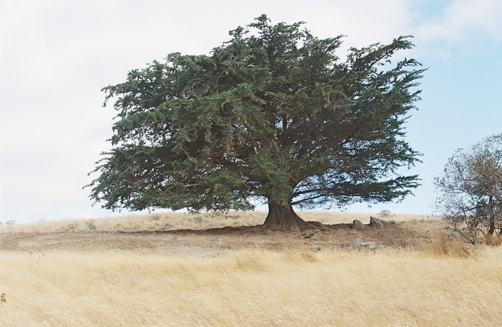 a large tree sitting in the middle of a dry grass field