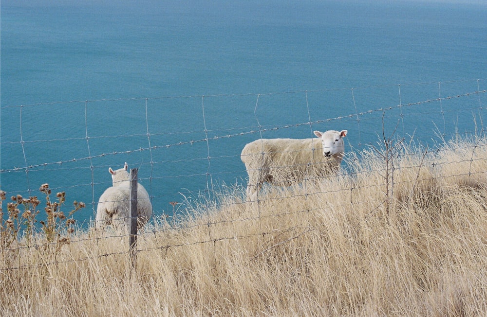 a couple of sheep standing on top of a grass covered hillside