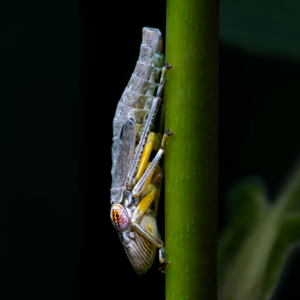 a close up of a bug on a plant