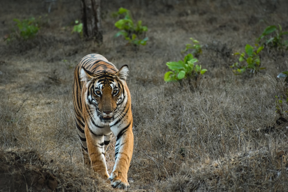 a tiger walking across a dry grass covered field