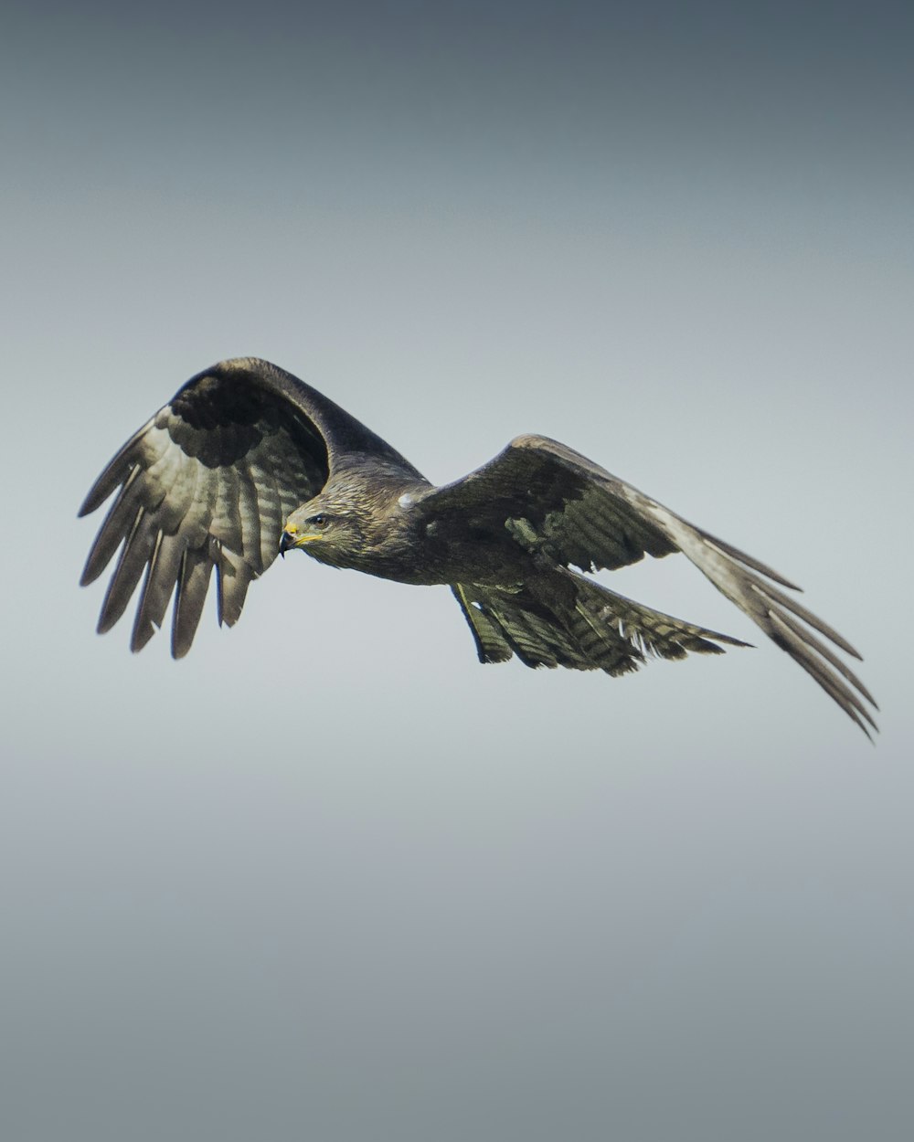 a large bird flying in the sky with its wings spread