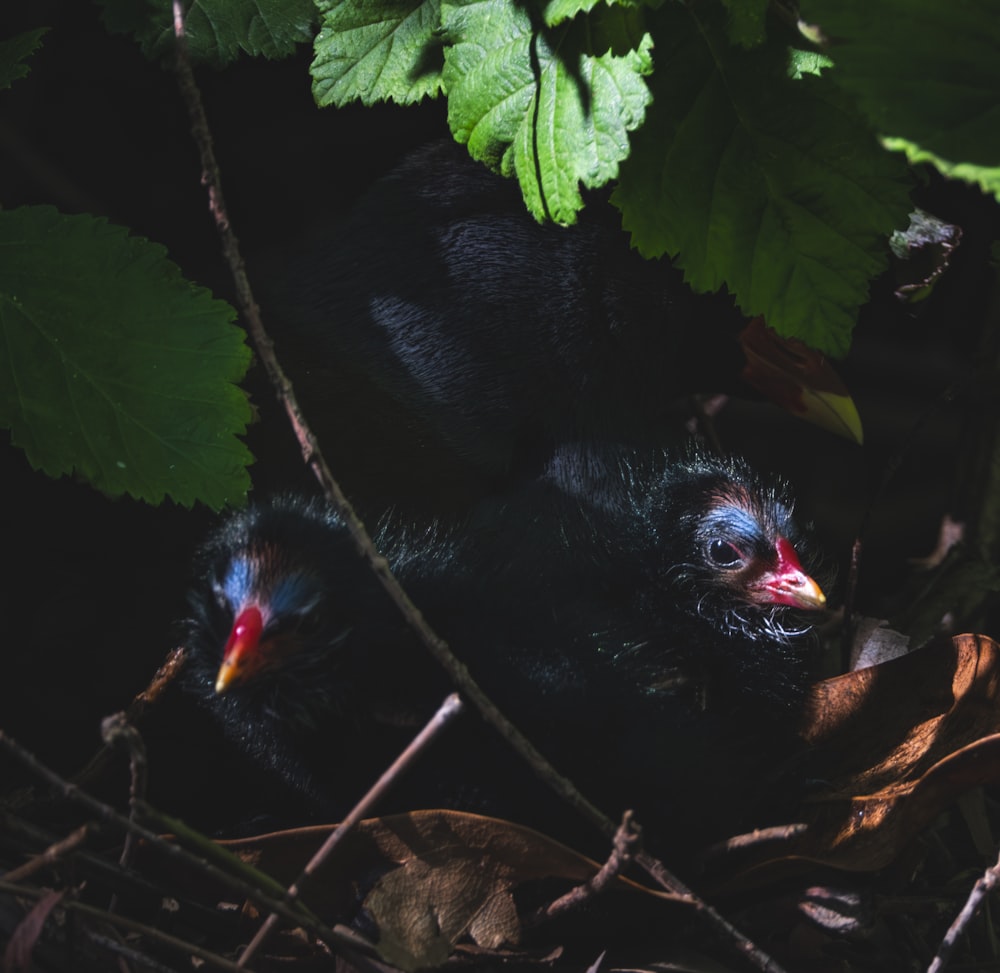 a couple of black birds sitting on top of a lush green forest