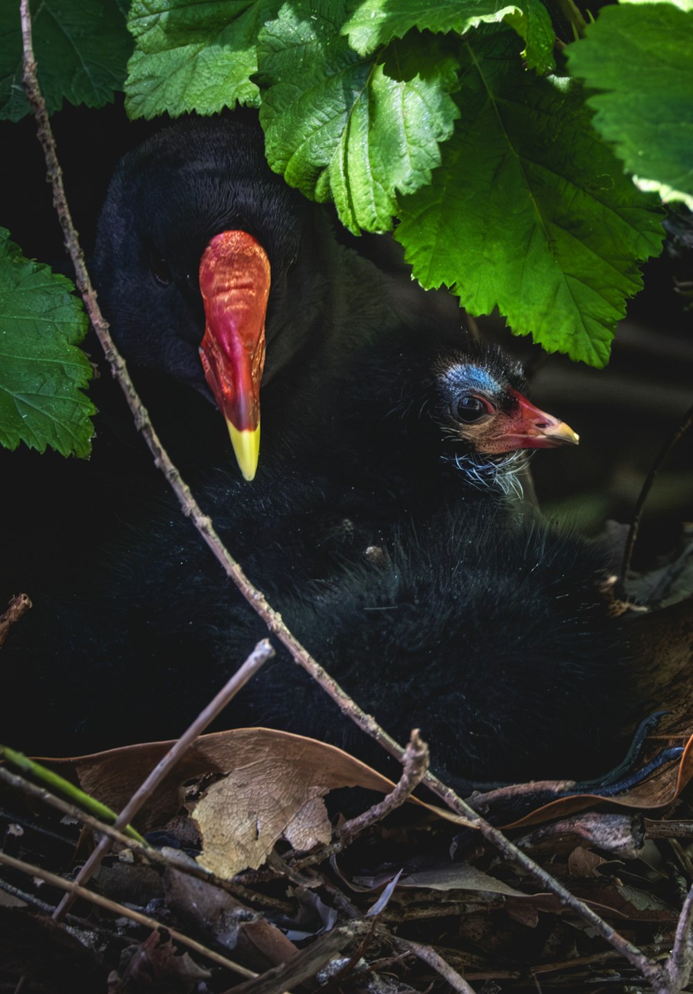 a black bird with a red beak sitting in a tree