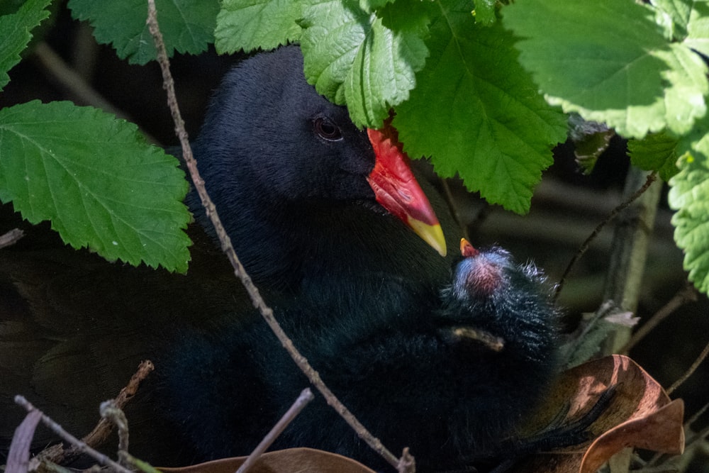 a black bird with a red beak sitting in a tree