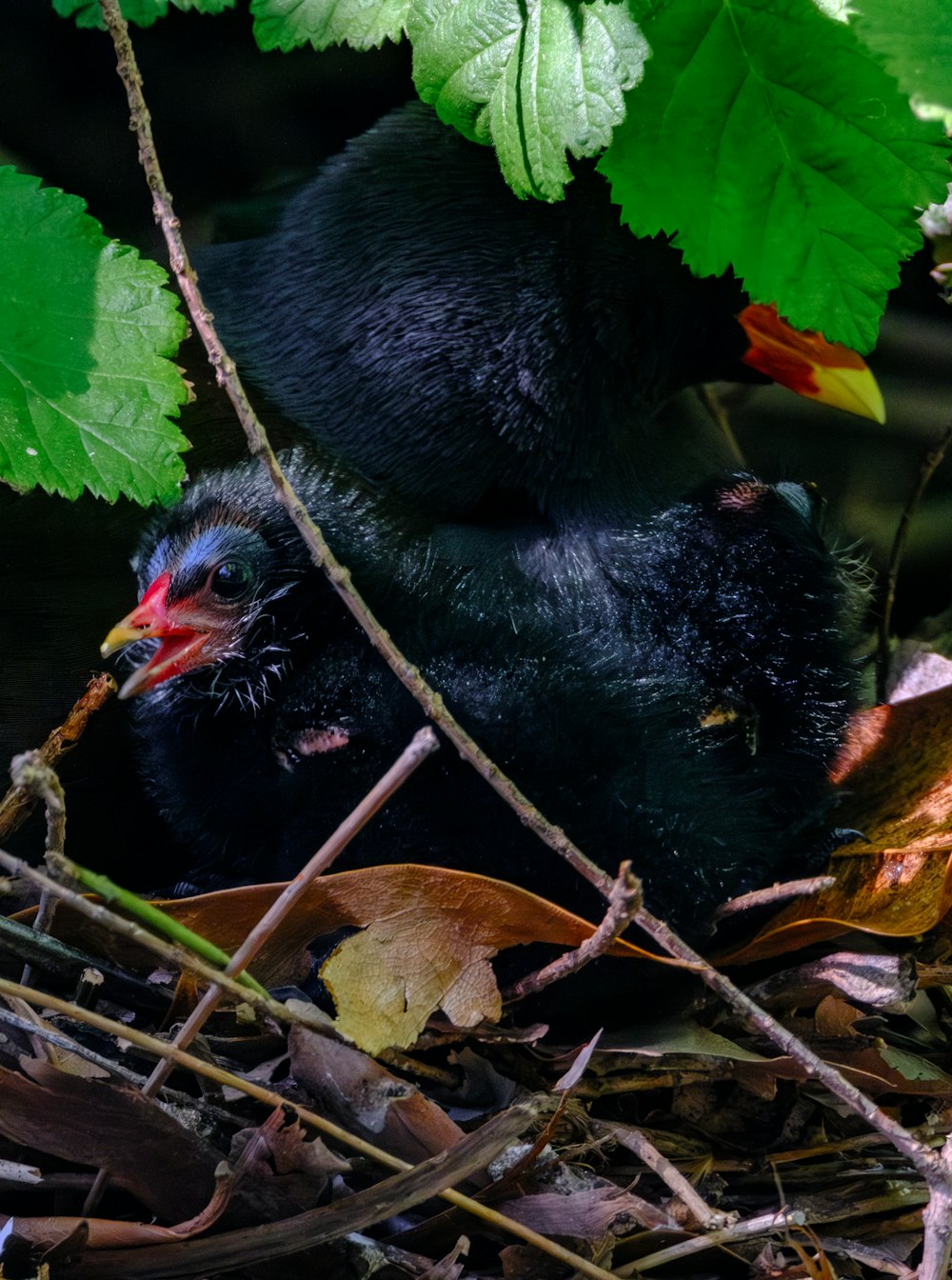 a black bird sitting on top of a pile of leaves