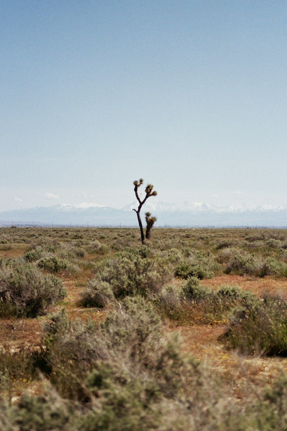 un albero solitario in mezzo a un deserto
