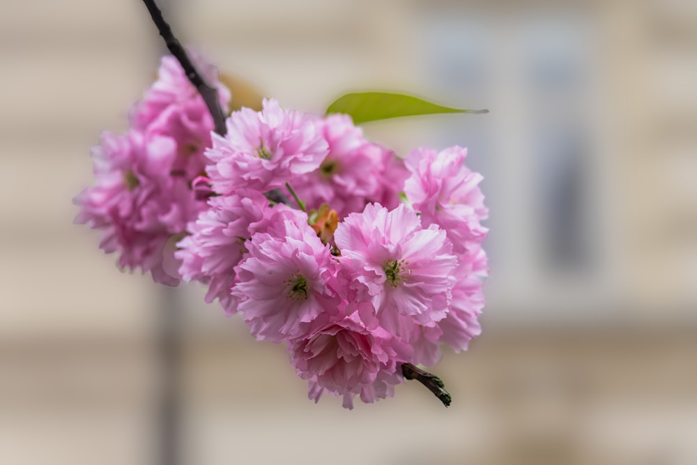 a close up of a pink flower on a branch