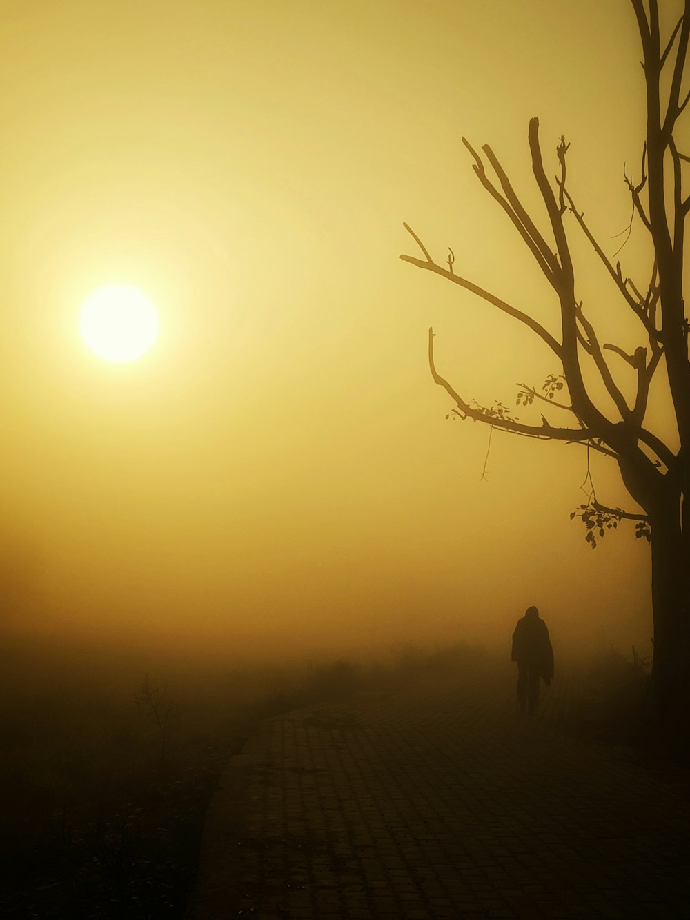 a person walking down a path in the fog