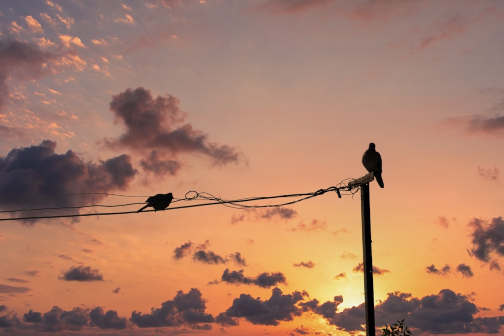 a couple of birds sitting on top of a power line