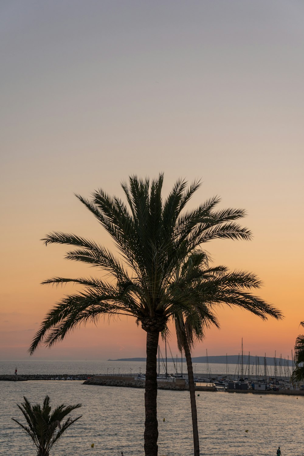 a palm tree in front of a body of water