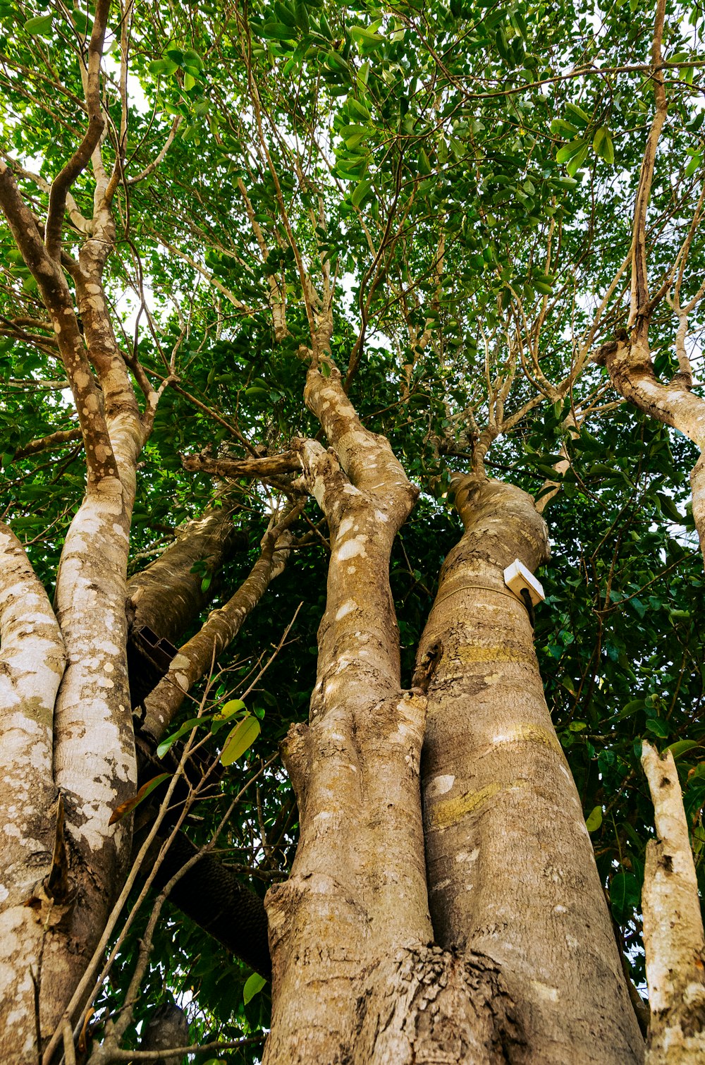 a group of tall trees standing next to each other