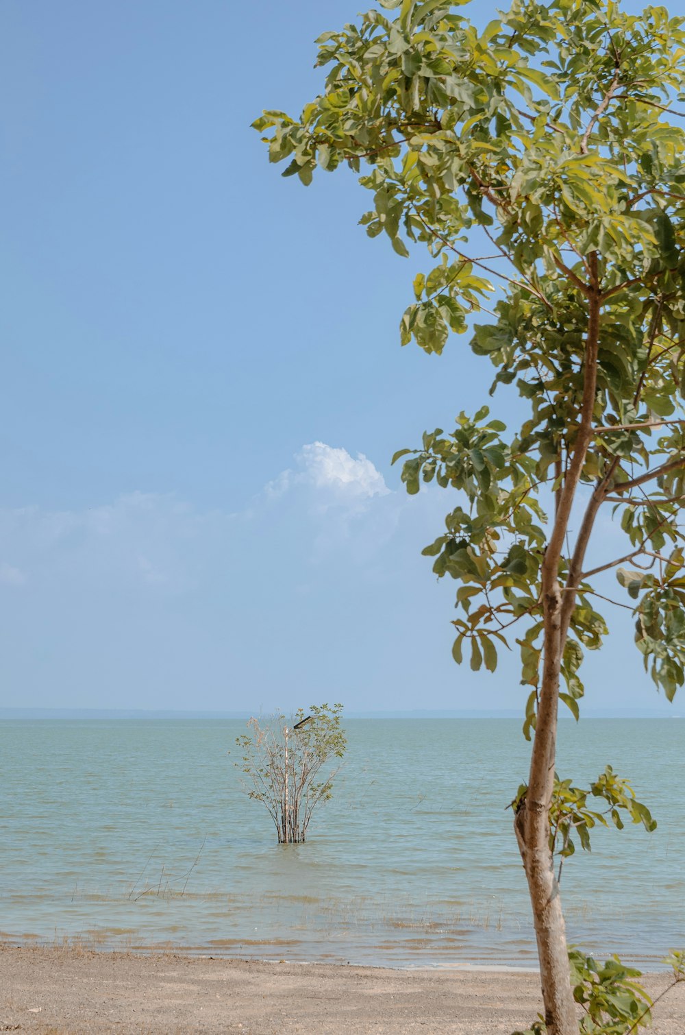 a lone tree on a beach with the ocean in the background