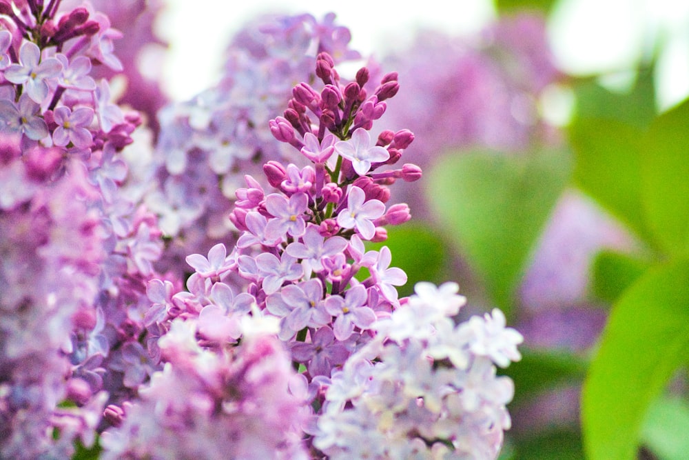 a bunch of purple flowers that are blooming