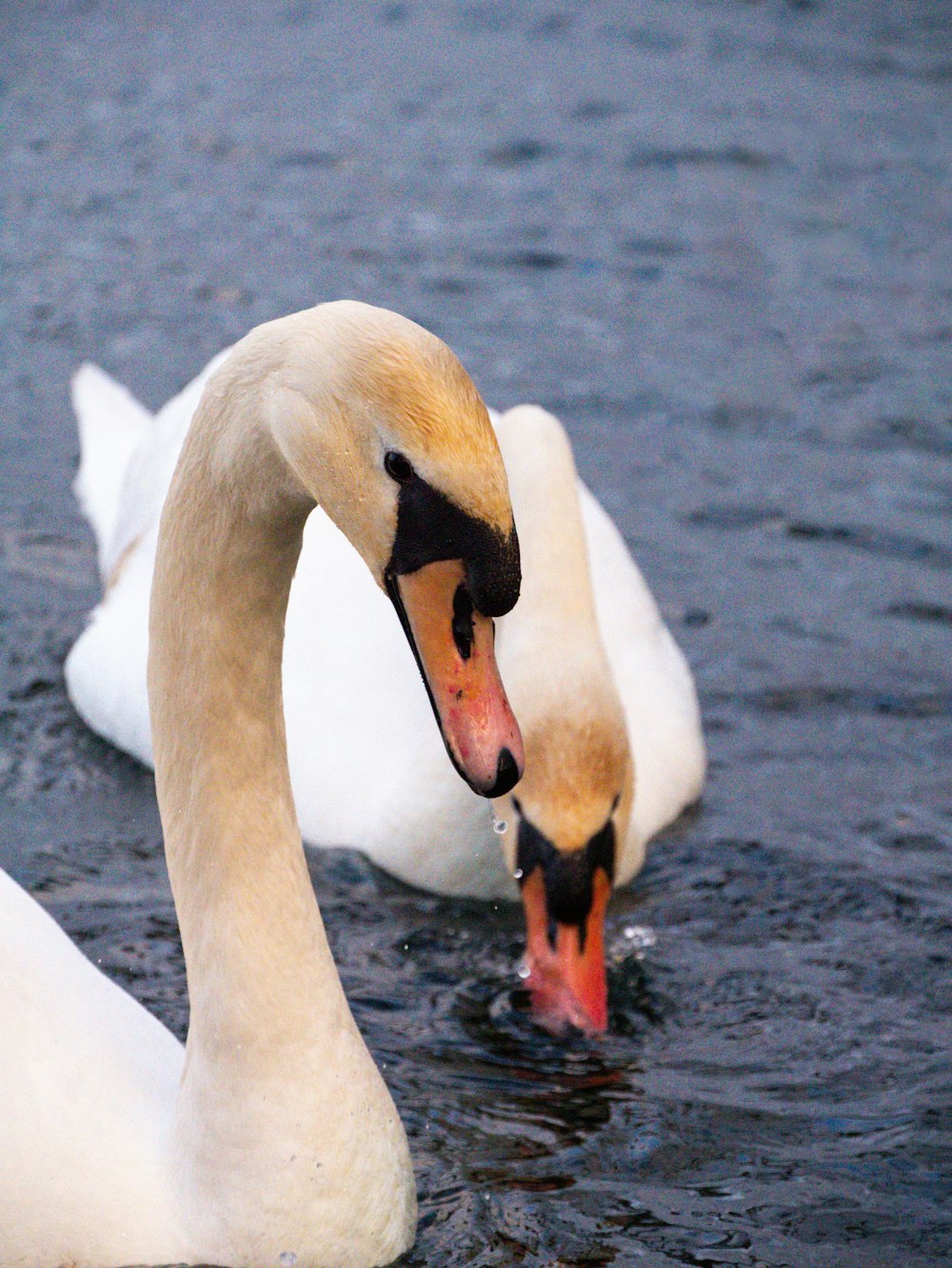 two white swans swimming in a body of water