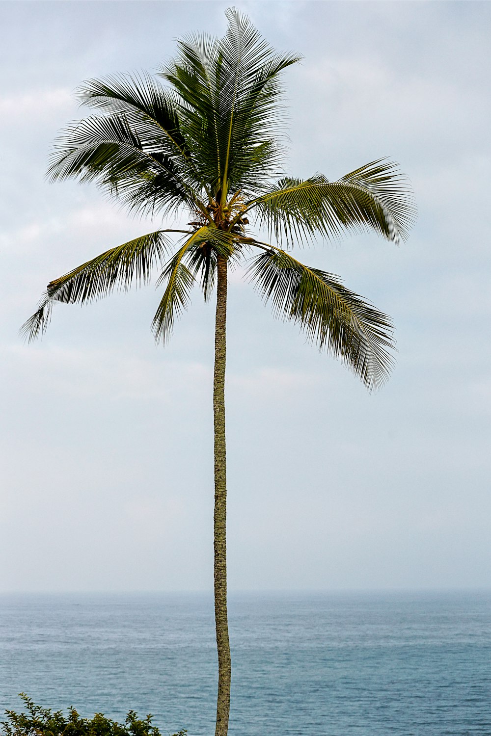 海を背景に浜辺に建つヤシの木