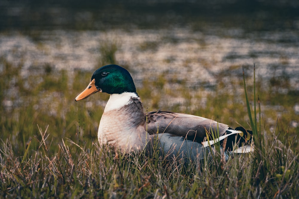 a duck that is sitting in the grass