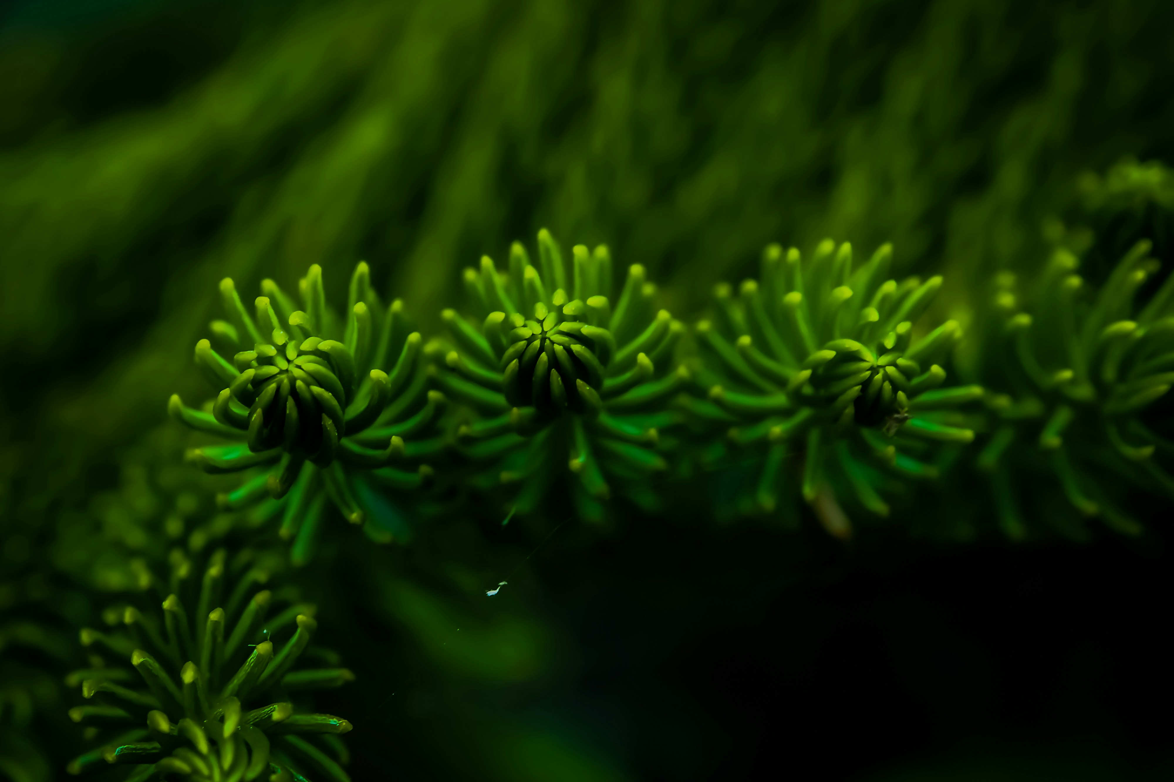 Photo by galihsputro